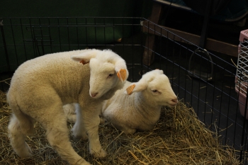 Nina Grajewska (62).JPG